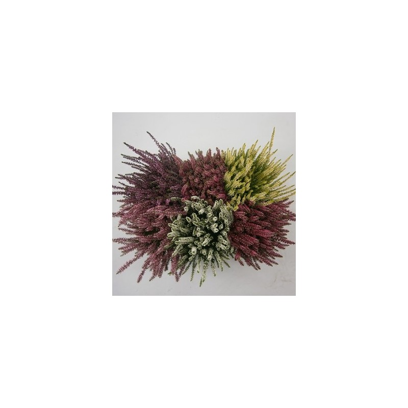 CALLUNA BEAUTY LADIES ALTURA 25CM Y MACETA 15CM