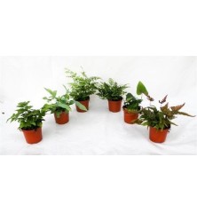 HELECHOS VARIADOS MACETA 8.5CM UDS