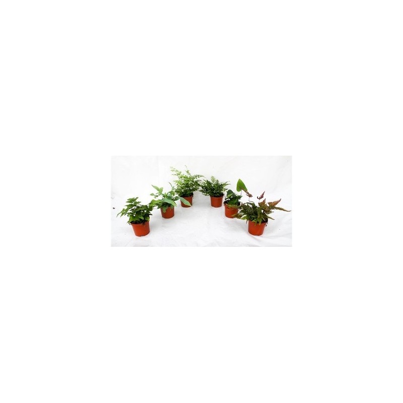 HELECHOS VARIADOS MACETA 8.5CM UDS