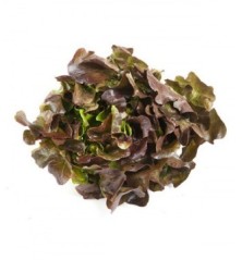 LECHUGA HOJA DE ROBLE PACK 12 PLANTONES