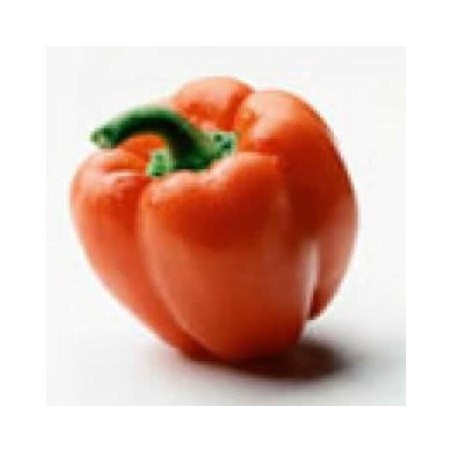 PIMIENTO ROJO PRODUCTO NATURAL 6 PLANTONES