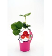 FRESA REINA D LOS VALLES PRODUCTO NATURAL M10,5CM