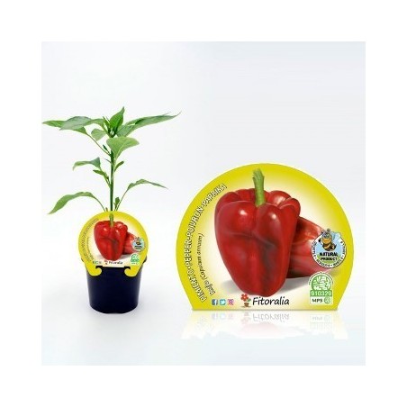 PIMIENTO ROJO PRODUCTO NATURAL MACETA 10,5CM