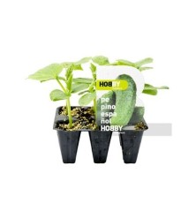 PEPINO ESPAÑOL PACK 6 PLANTONES