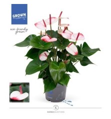 ANTHURIUM ANTHENPSIS HOT LIPS BICOLOR MACETA 17CM