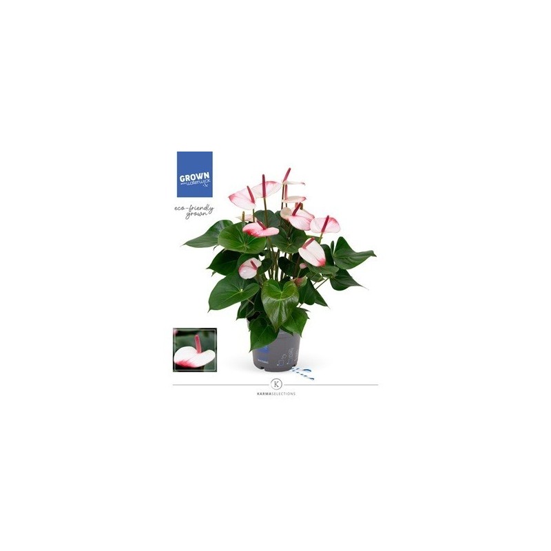 ANTHURIUM ANTHENPSIS HOT LIPS BICOLOR MACETA 17CM