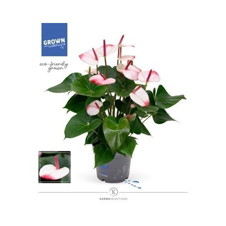 ANTHURIUM ANTHENPSIS HOT LIPS BICOLOR MACETA 17CM