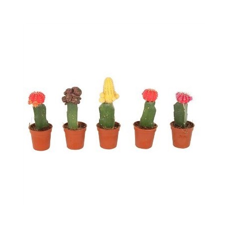 GYMNOCALYCIUM MIX MACETA 5,5