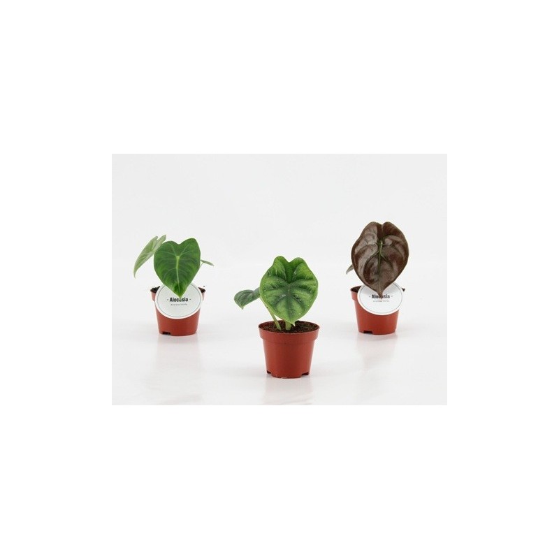 ALOCASIA MINI MEZCLA MACETA 6CM