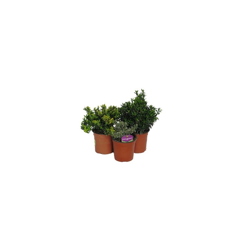 EVONIMO JAPONICA PULCHELLUS VERDE C2,5L