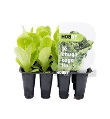LECHUGA COGOLLO PACK 6 PLANTONES