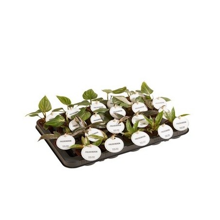 PHILODENDRO MIX BABYPLANT MACETA 6CM