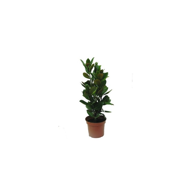 MAGNOLIA GR. LITTLE GEN ALTO 50/70CM Y MACETA 5L