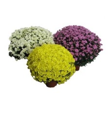 CRISANTEMO MACETA 17CM COLORES VARIADOS