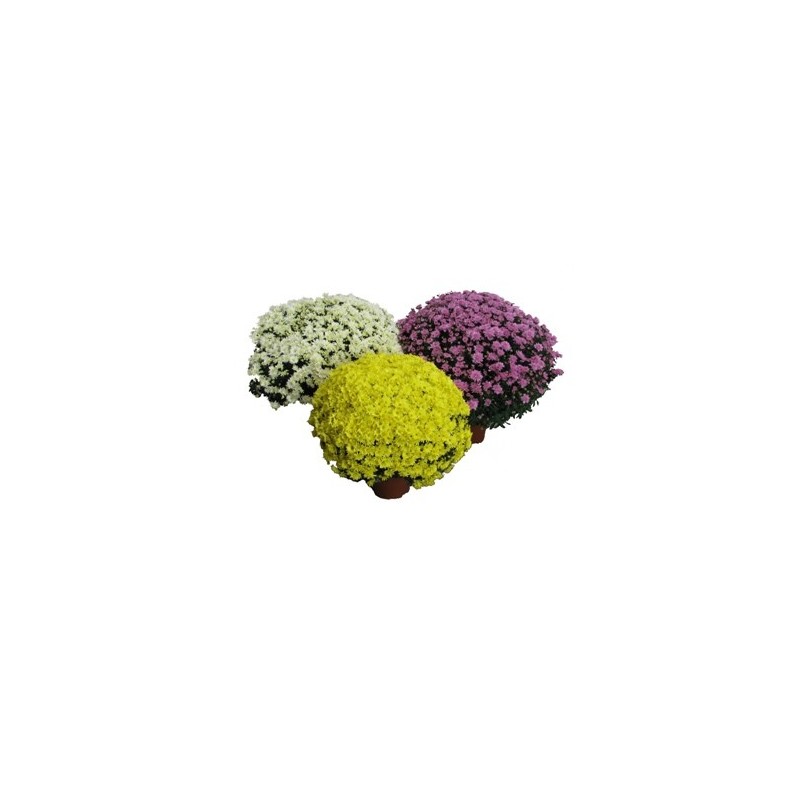 CRISANTEMO MACETA 17CM COLORES VARIADOS
