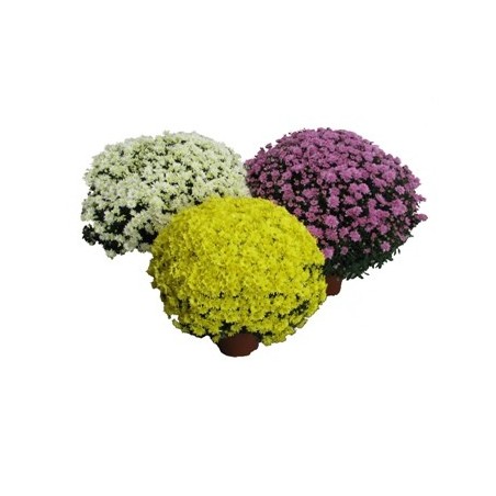 CRISANTEMO MACETA 17CM COLORES VARIADOS