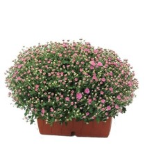 CRISANTEMO EN JARDINERA DE 20CM COLORES VARIADOS