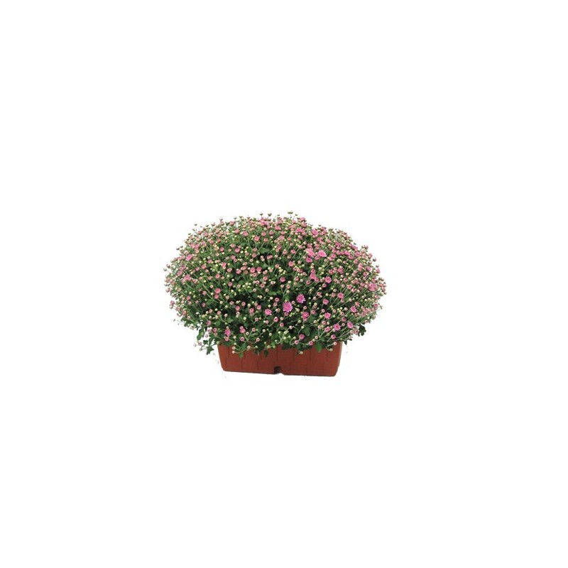 CRISANTEMO EN JARDINERA DE 20CM COLORES VARIADOS