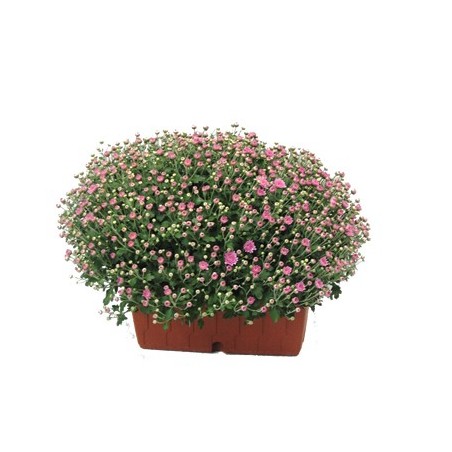 CRISANTEMO EN JARDINERA DE 20CM COLORES VARIADOS