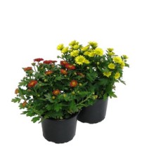 CRISANTEMO MACETA 15CM COLORES VARIADOS