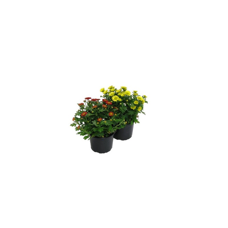 CRISANTEMO MACETA 15CM COLORES VARIADOS