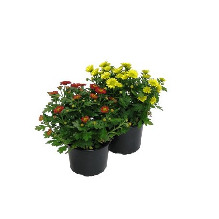 CRISANTEMO MACETA 15CM COLORES VARIADOS