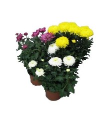 CRISANTEMO TURNER MACETA 14CM