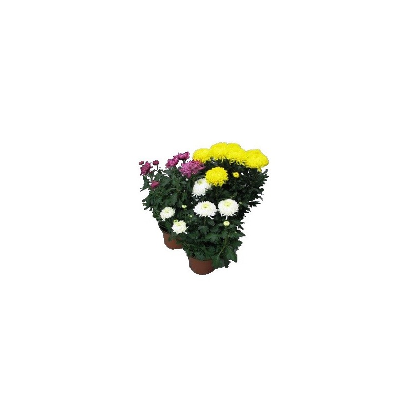 CRISANTEMO TURNER MACETA 14CM