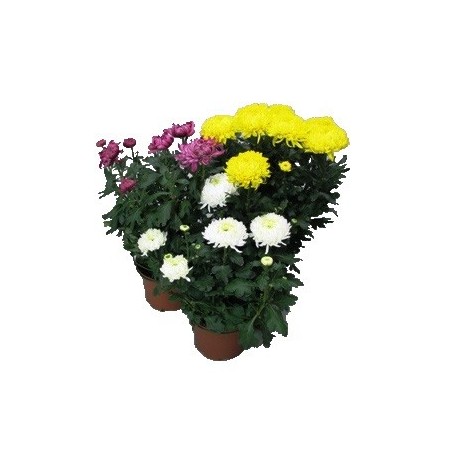 CRISANTEMO TURNER MACETA 14CM