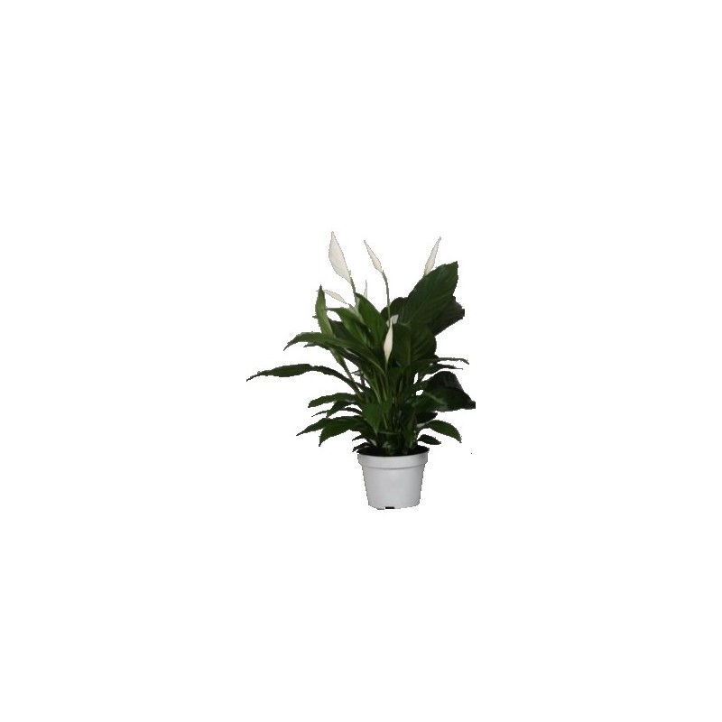 SPATIPHYLLUM MACETA 12CM