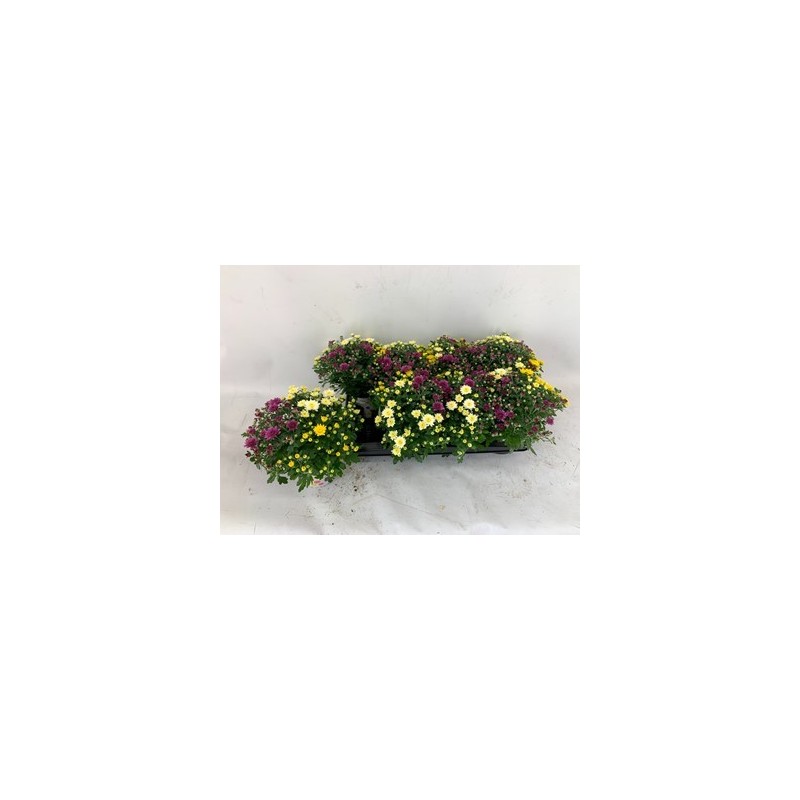 CRISANTEMO IND ROSANNA MIX ALTURA 15CM Y MACETA 13