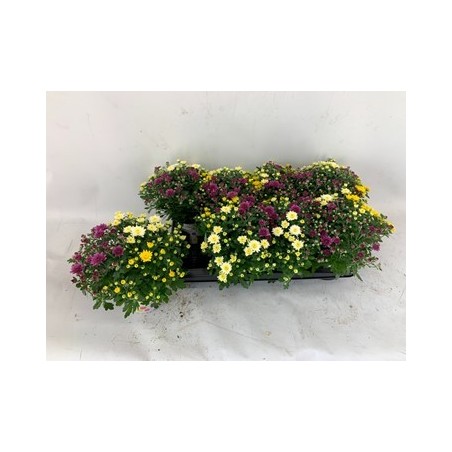 CRISANTEMO IND ROSANNA MIX ALTURA 15CM Y MACETA 13