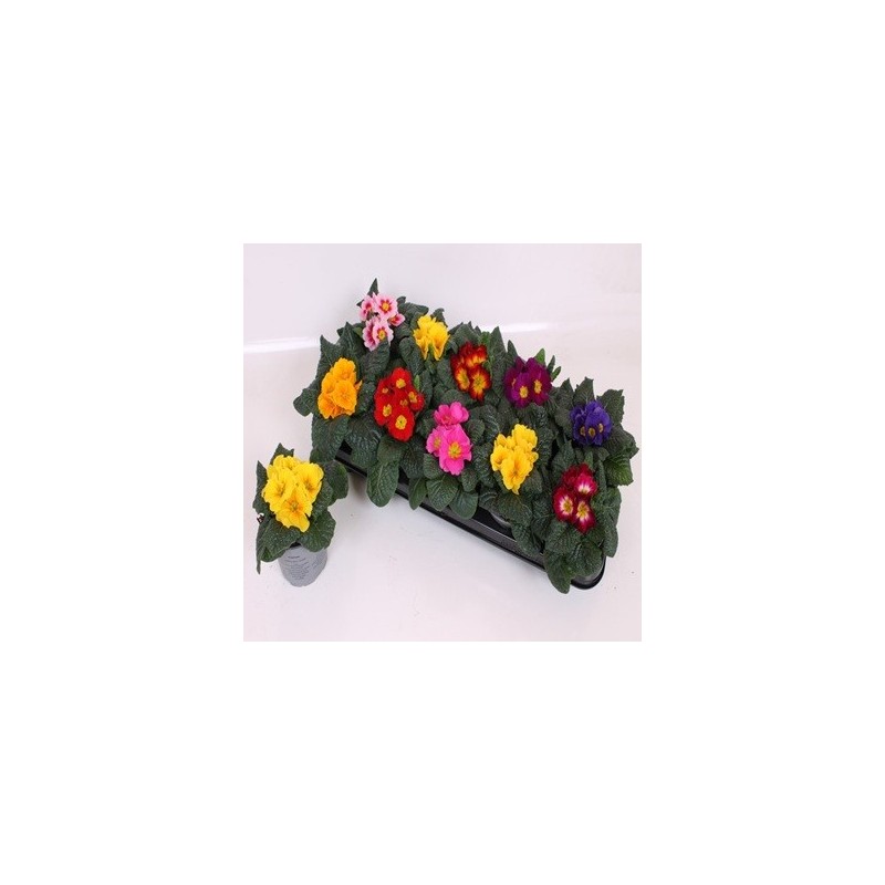 PRIMULA ACAULIS MIX MACETA 10CM