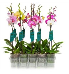 ORQUIDEA MIX 1 VARA MACETA 12CM