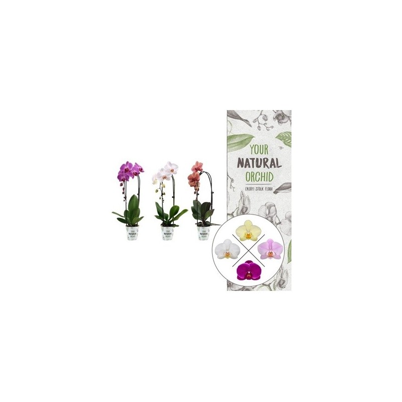 ORQUIDEA CASCADA 1 VARA  ALTO 35CM Y MACETA 12CM