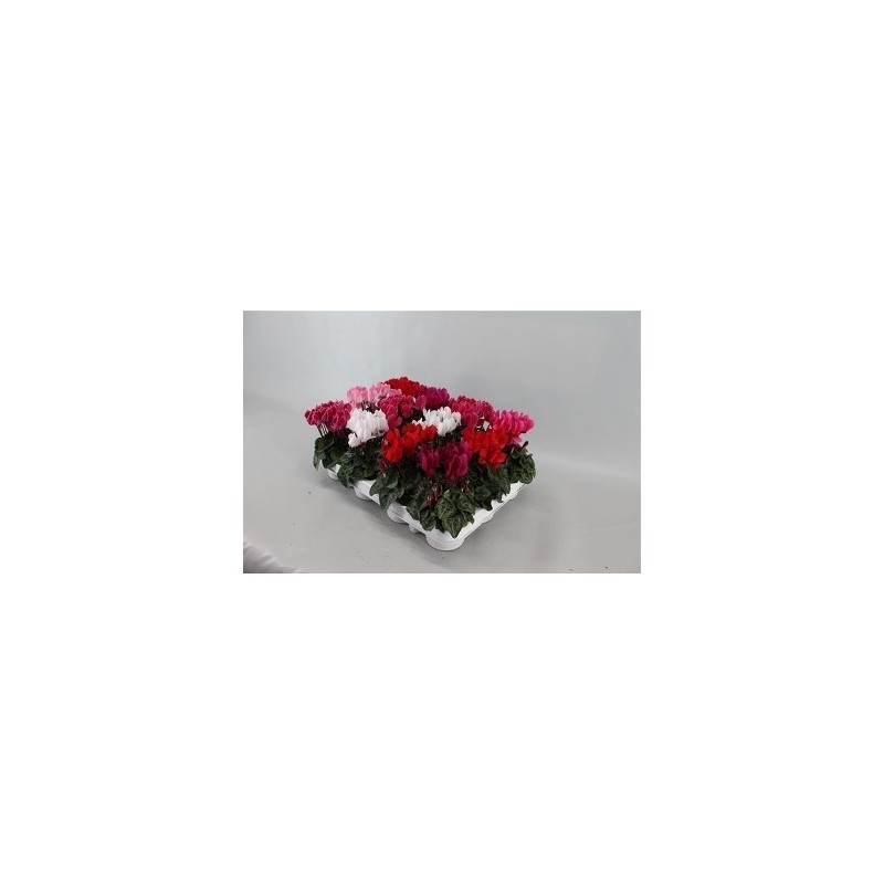 CYCLAMEN MINI MACETA 8CM