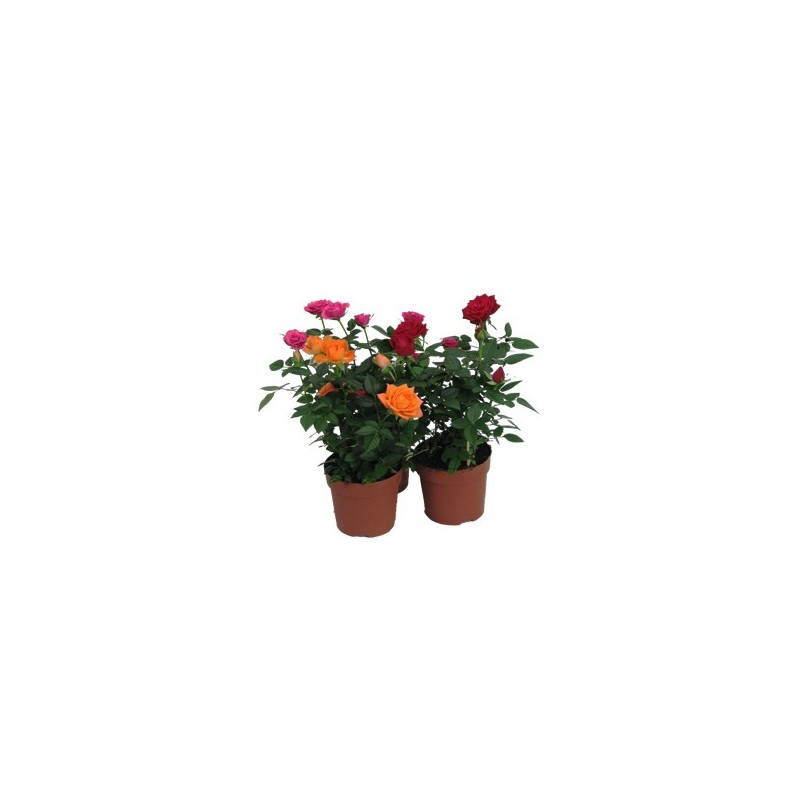 ROSAL KORDANA MIX COLOR MACETA 10,5CM