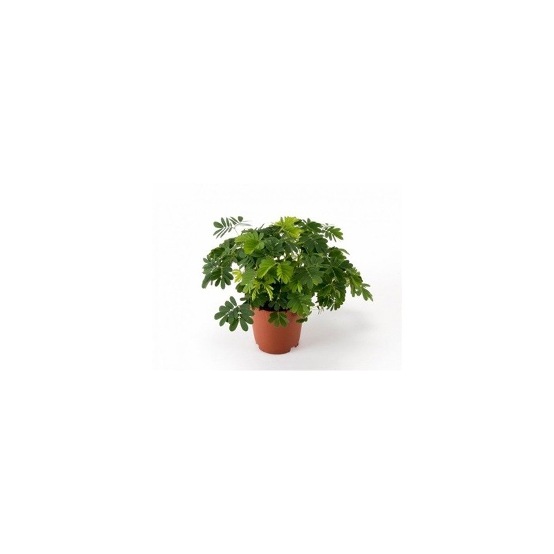MIMOSA PUDICA MACETA 9CM