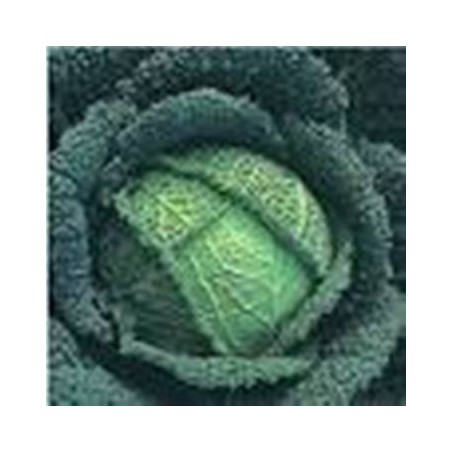 REPOLLO MILAN ECOLOGICO BANDEJA 12 PLANTONES