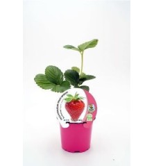 FRESA SAN ANDREAS PRODUCTO NATURAL MACETA 10.5CM