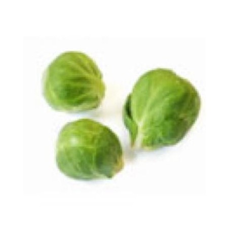 COL DE BRUSELAS ECOLOGICA BANDEJA 6 PLANTONES