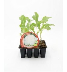 COLIFLOR BLANCA ECOLOGICA BANDEJA 12 PLANTONES