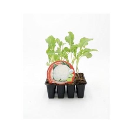 COLIFLOR BLANCA ECOLOGICA BANDEJA 12 PLANTONES