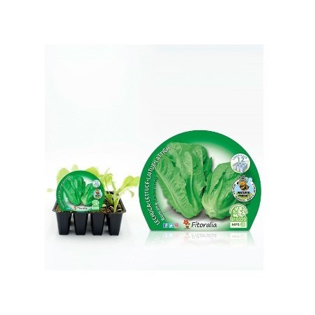 LECHUGA ROMANA PRODUCTO NATURAL 12 PLANTONES