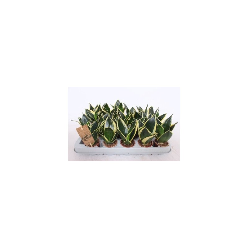 SANSEVIERA TRI. HAHNII GOLDEN MACETA 6CM