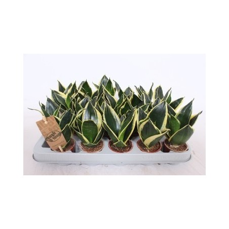 SANSEVIERA TRI. HAHNII GOLDEN MACETA 6CM