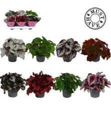 BEGONIA REX MIX ALTO 20CM Y MACETA 13CM