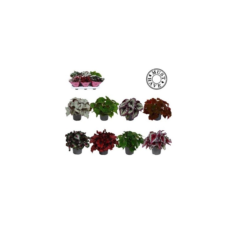 BEGONIA REX MIX ALTO 20CM Y MACETA 13CM