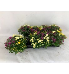 CRISANTEMO IND ROSANNA MIX ALTURA 15CM Y MACETA 13