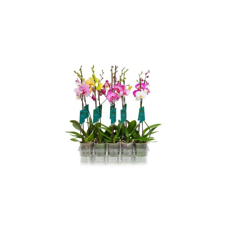 ORQUIDEA MIX 1 VARA MACETA 12CM